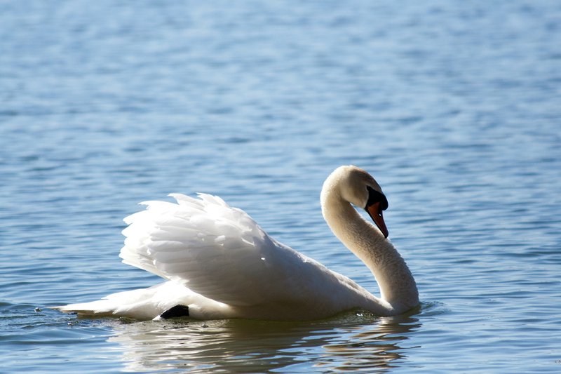 Relaxing Swan Water Nature Burlington Bayshore Park