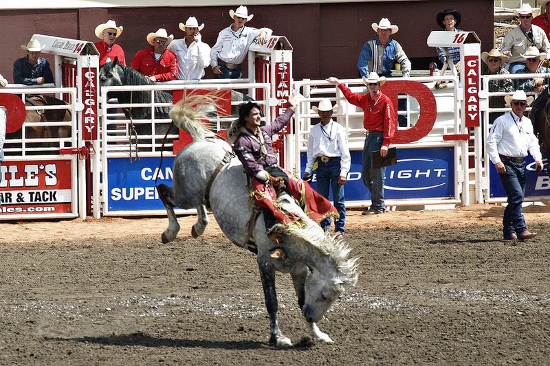 Calgary stampede horse rider kick downtown events summer event attraction.jpg