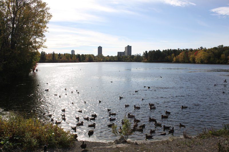 Ottawa pond geese calm nature park walk.JPG