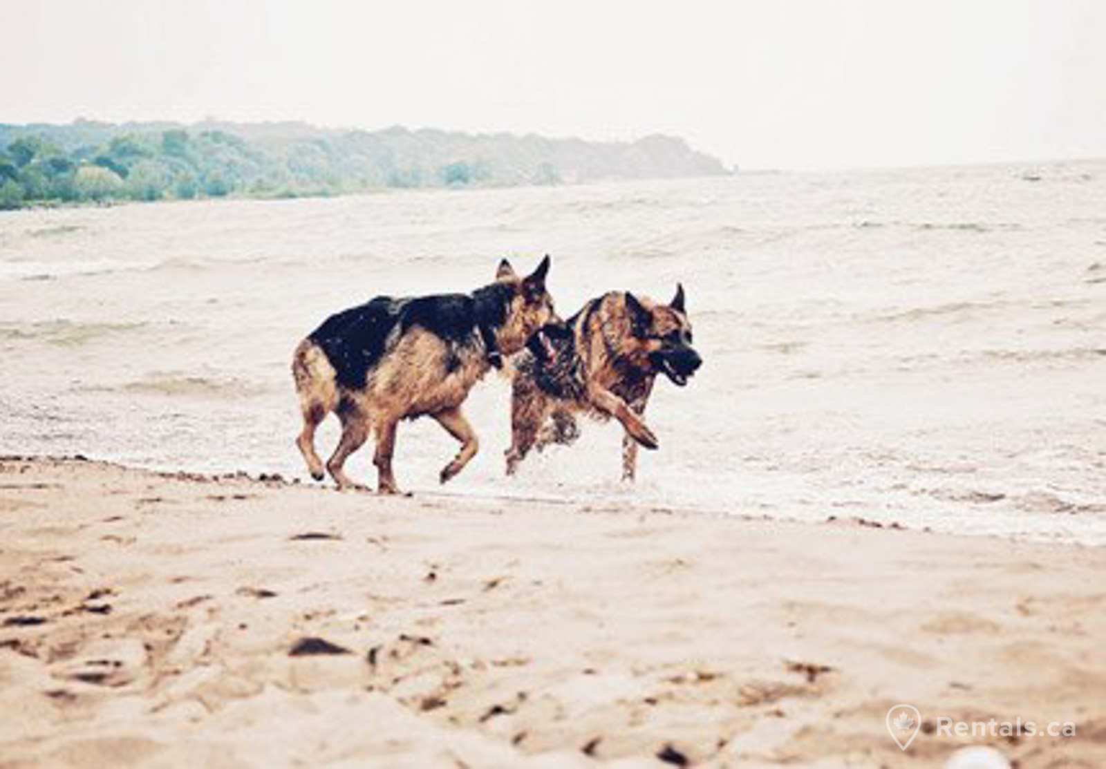 Dogs playing in the beaches neighbourhood near rental homes
