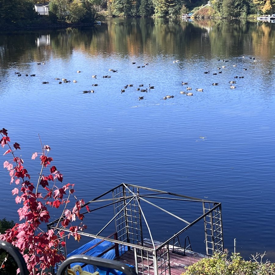 Rentals.ca Lachute Apartments, Condos and Houses For Rent